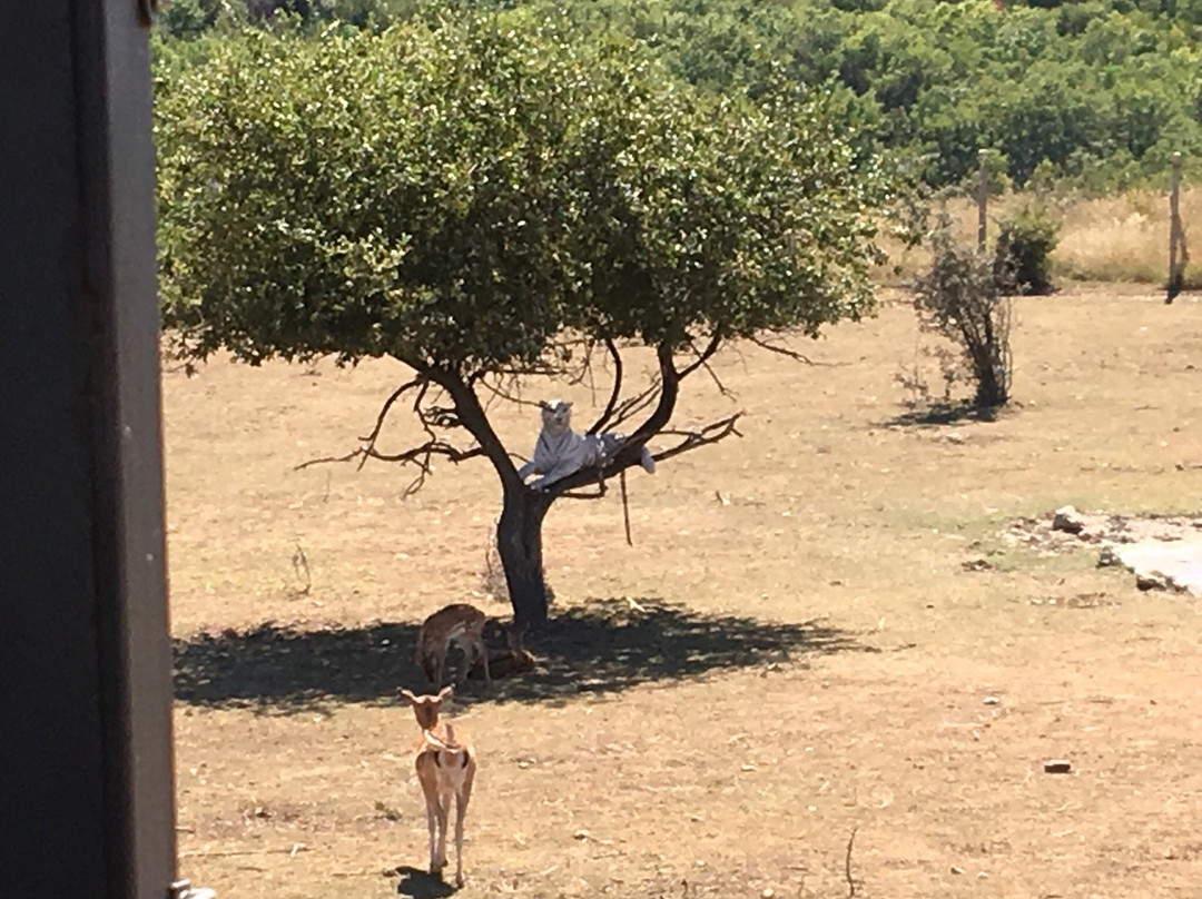Antelope Park Safari Ranch-Izyumivka必去景点