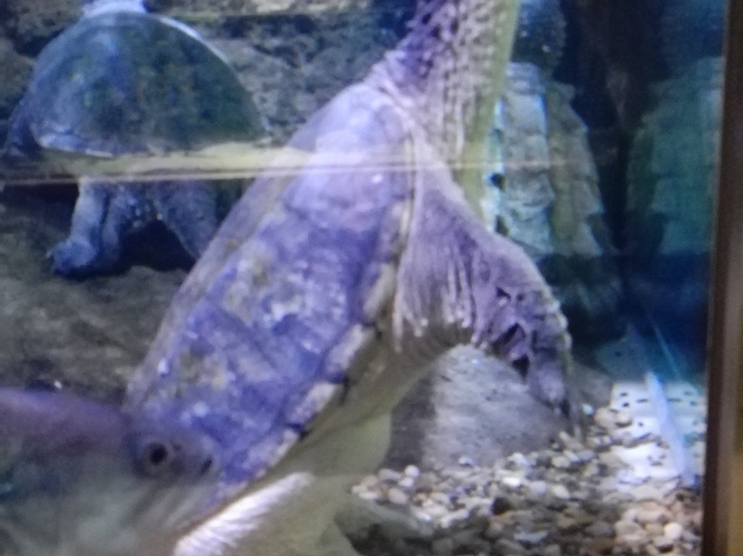 Himeji City Aquarium-姬路市必去景点