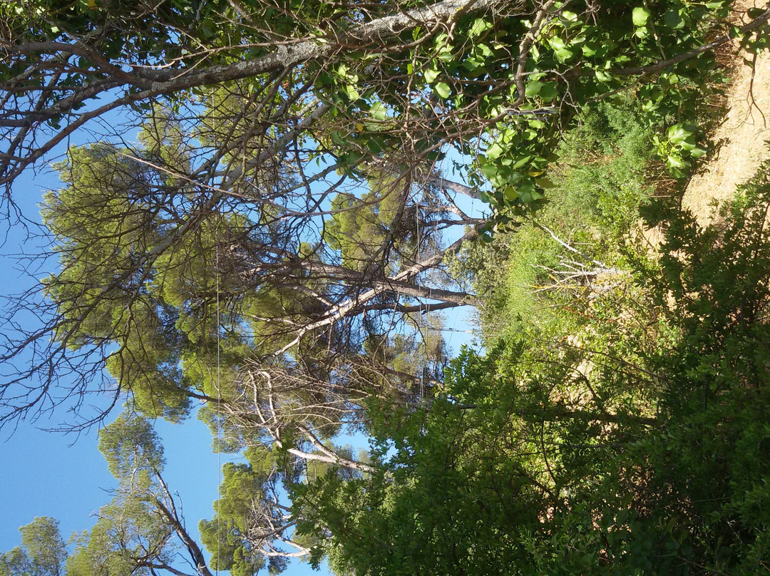 Indian Forest景点图片