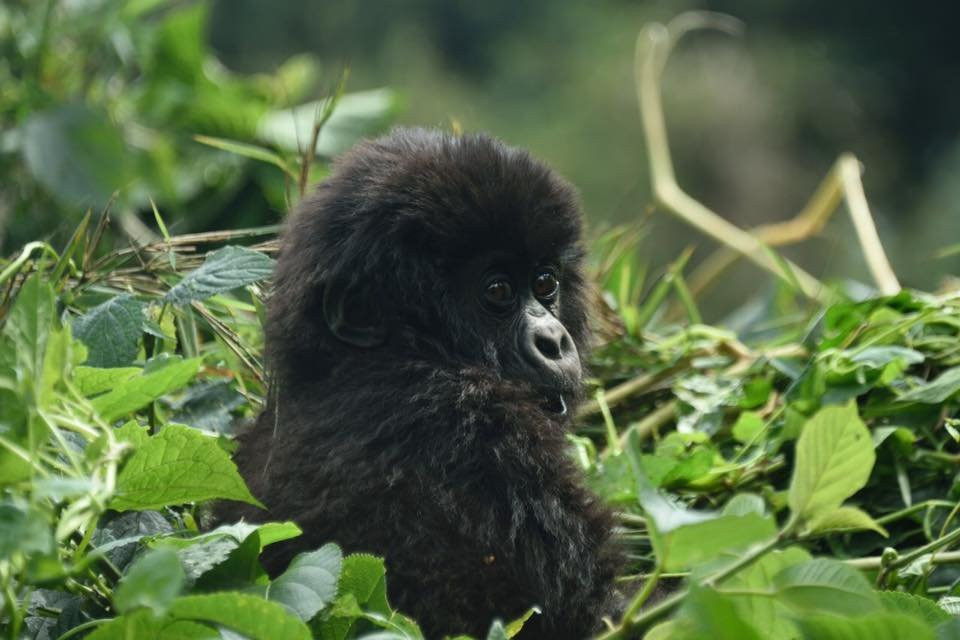 Kawira Safaris Ltd-吉佳利必去景点