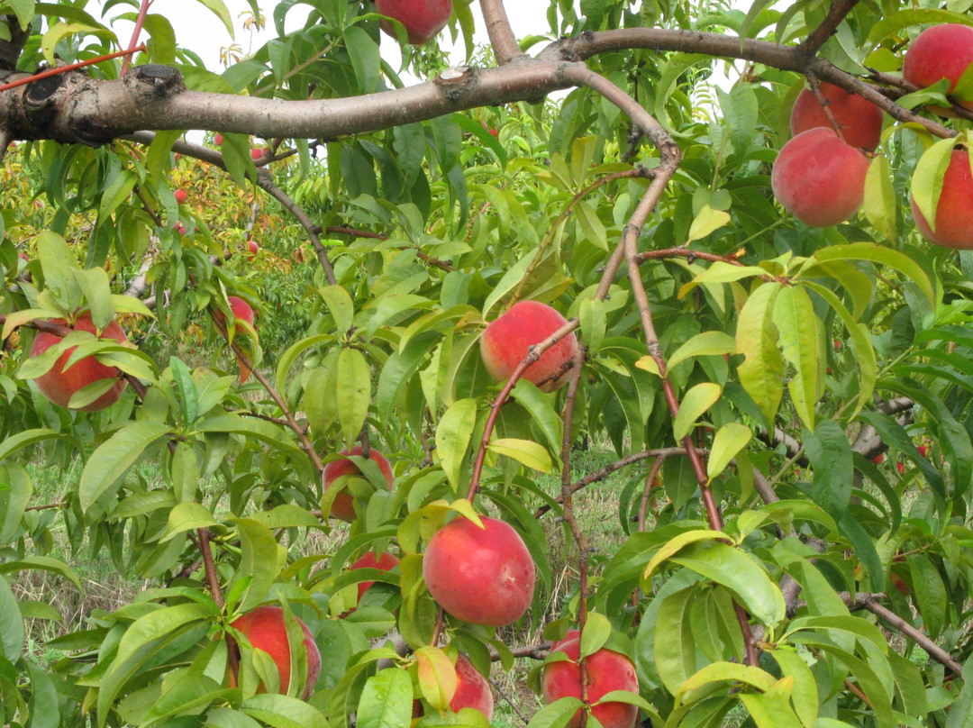 Tree-Mendus Fruit景点图片