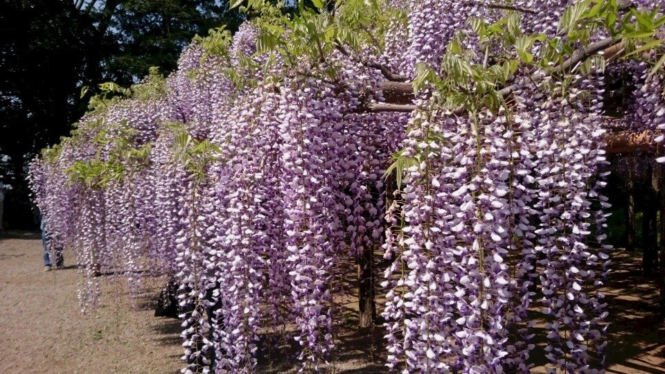 Kasukabe Fuji Matsuri景点图片