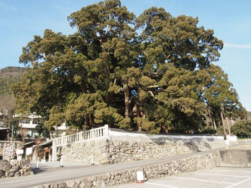 Hoshoin no Shimpaku景点图片