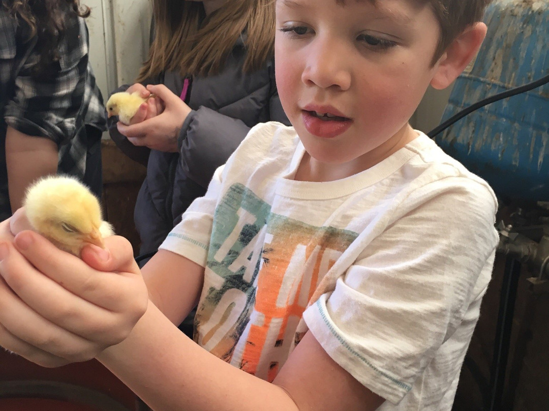 Simmons Farm Petting Zoo-米德尔敦必去景点