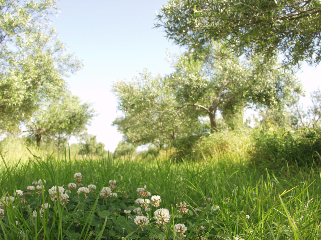 Freshfield Grove-Campania必去景点
