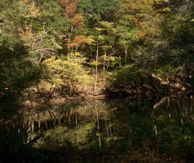Hinson Conservation and Recreation Area景点图片