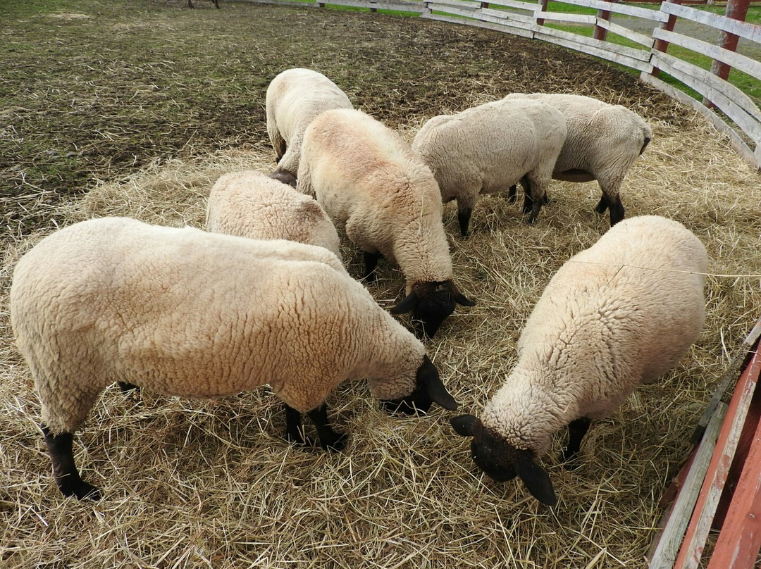 Fureai Farm-美瑛町必去景点