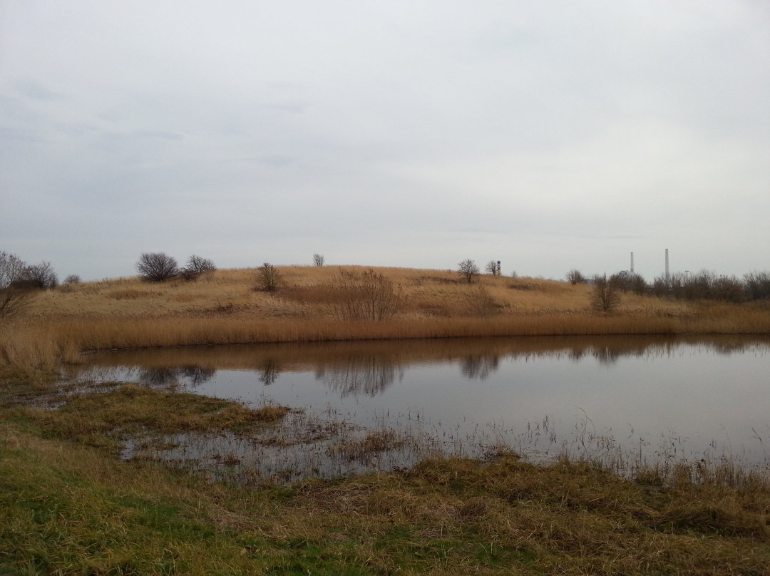 Hvidovre Havn景点图片