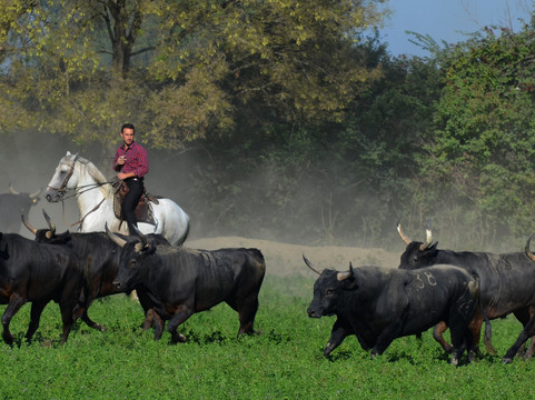 Manade Blanc-阿尔勒必去景点