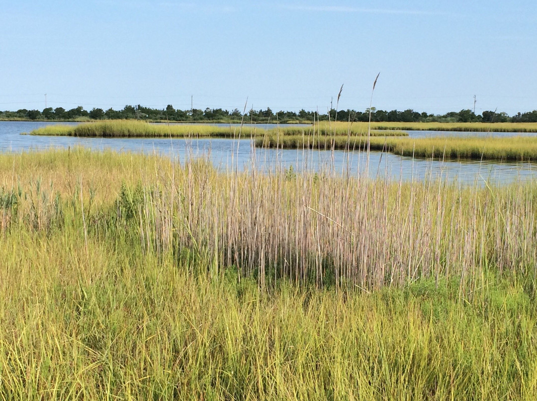 Cape May National Wildlife Refuge-开普梅考特豪斯必去景点