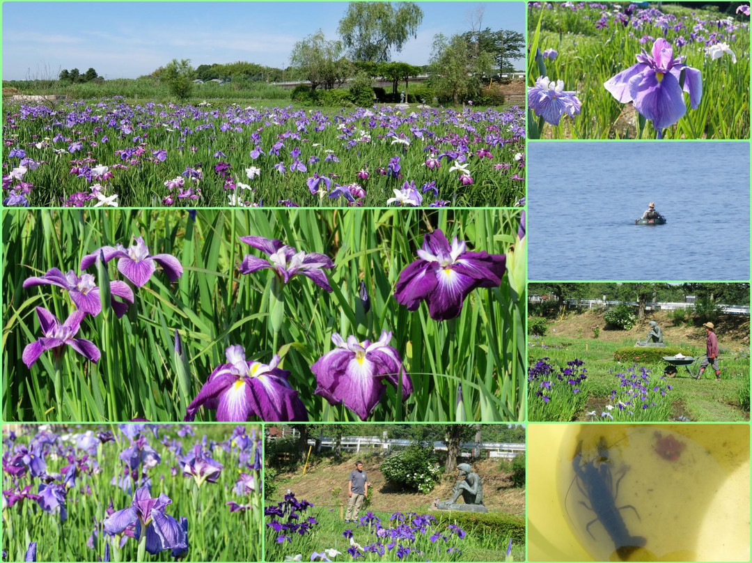 The Ushiku City Iris Garden-牛久市必去景点