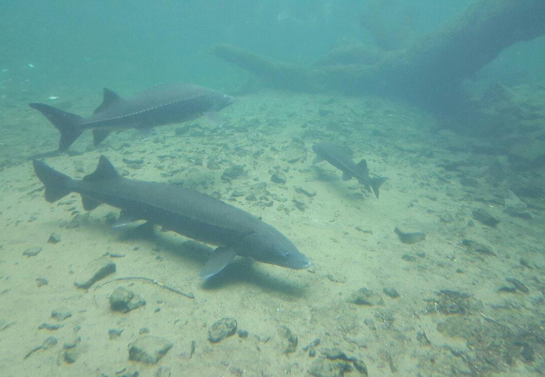 Sturgeon Viewing Pond and Interpretive Center-Cascade Locks必去景点