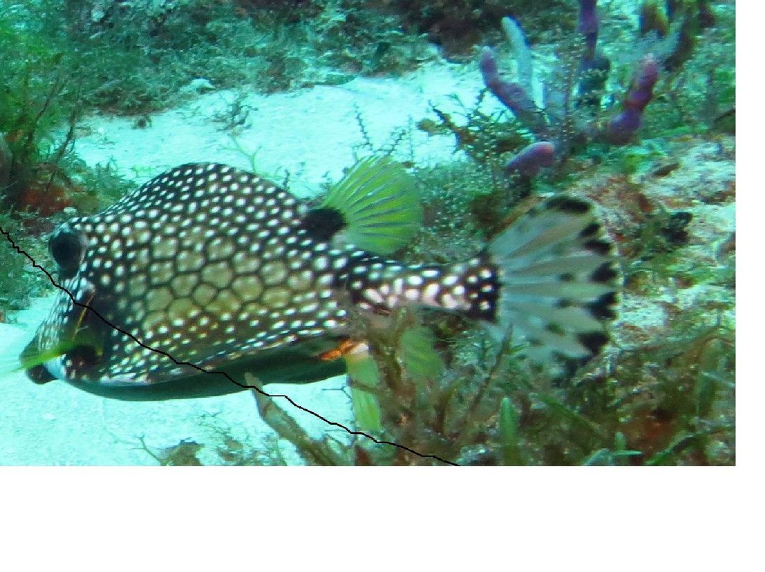 El Paso del Cedral Reef-考祖梅必去景点