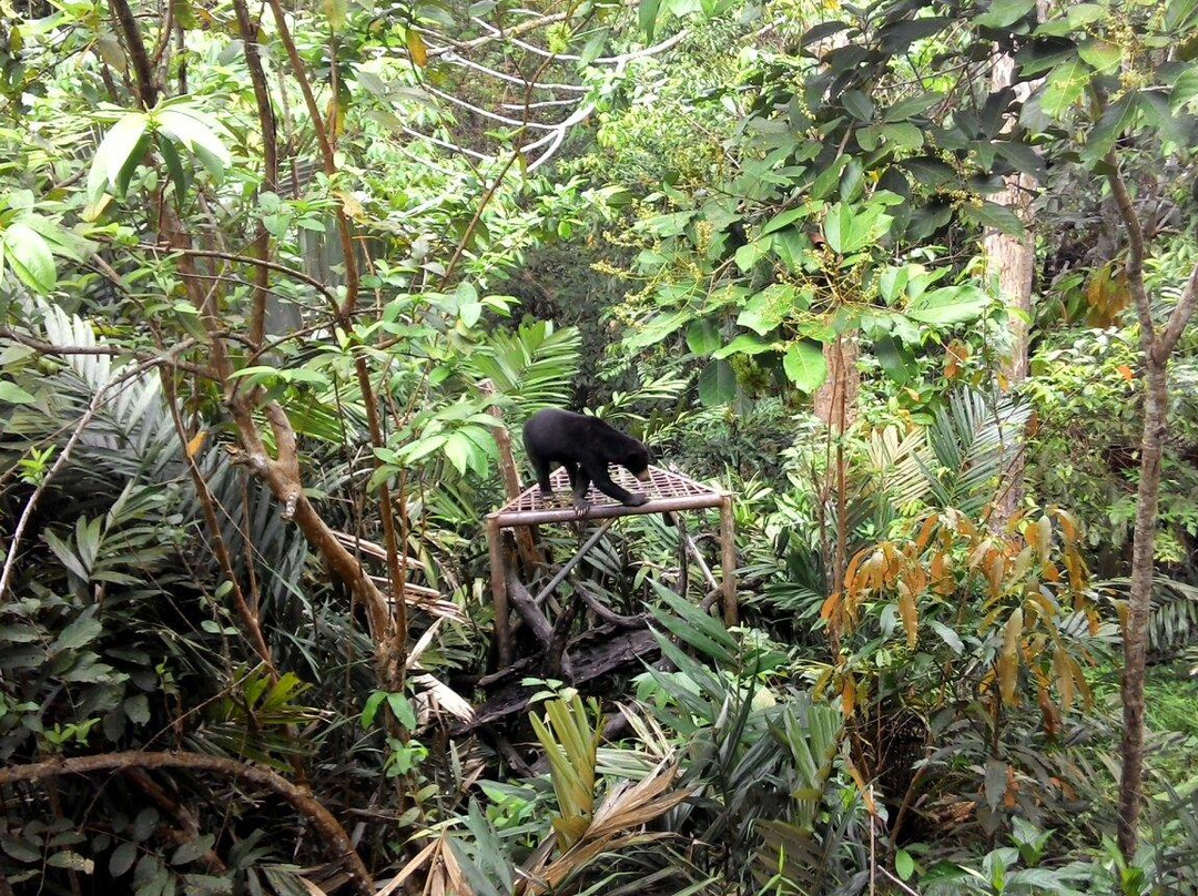 Sun Bear Education and Conservation Center-巴厘巴板必去景点