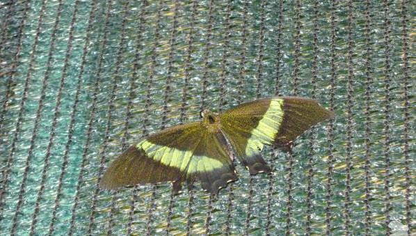 Tropical Butterflies Garden-Nikita必去景点