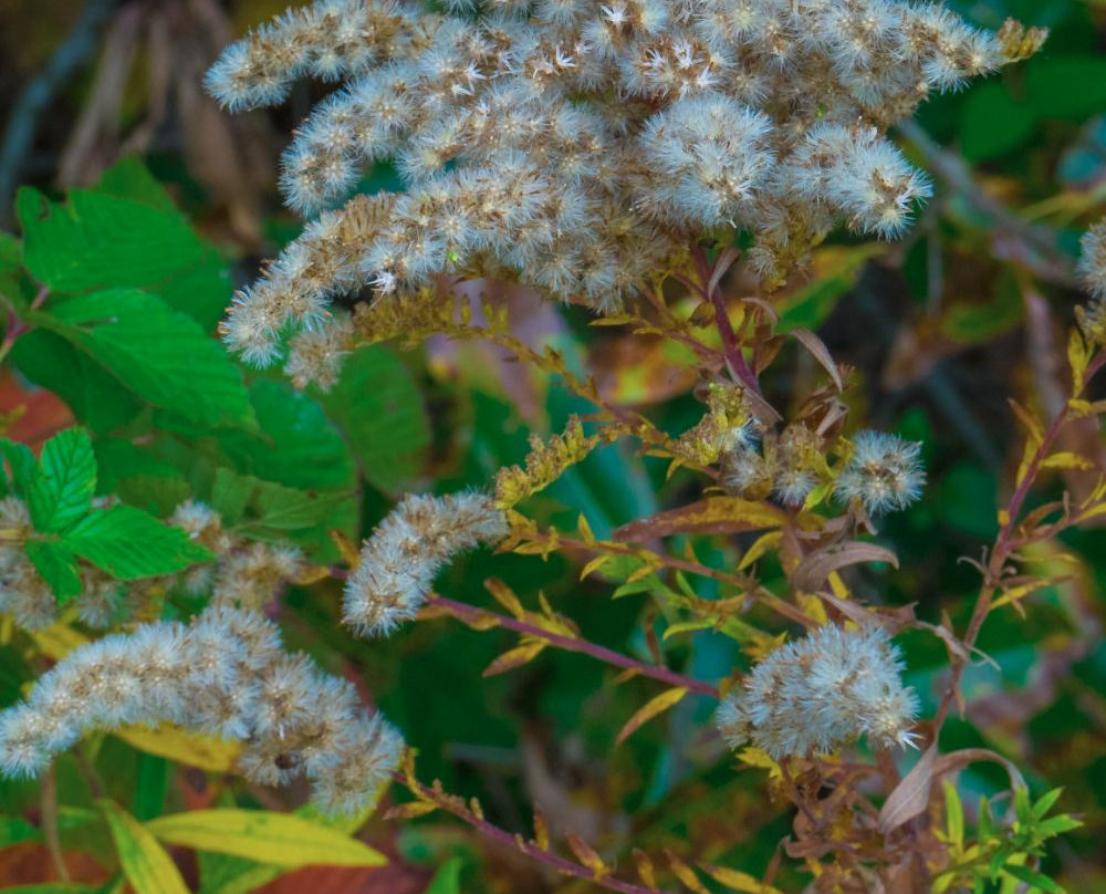Rock Springs Park-O'Fallon必去景点