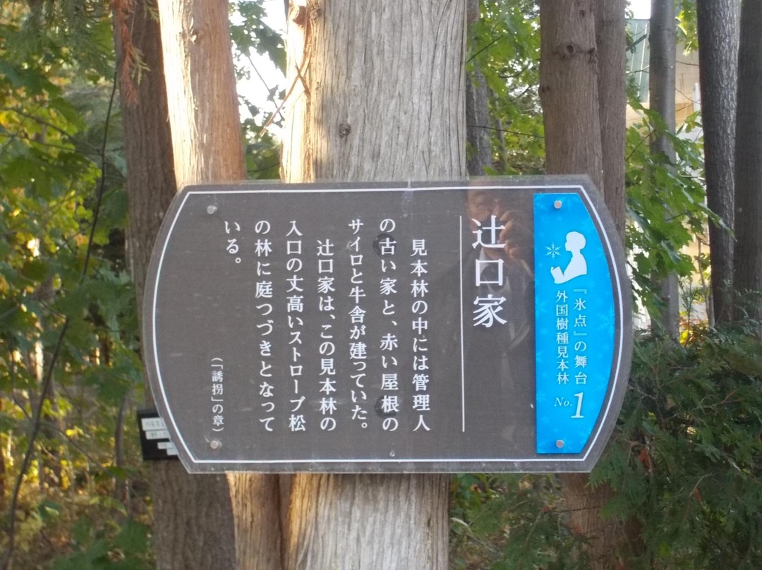 Asahikawa Forest of Foreign Tree Species-旭川市必去景点
