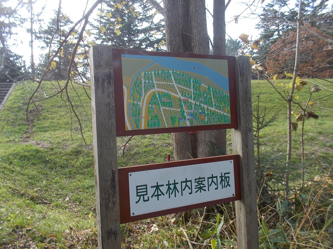 Asahikawa Forest of Foreign Tree Species-旭川市必去景点