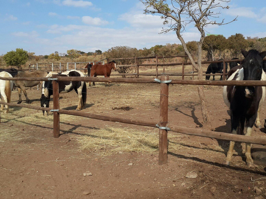 Horse Riding Adventures-柯立南必去景点