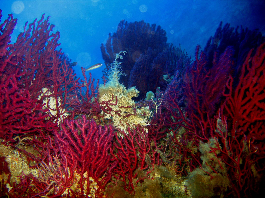 Elba Divers Naregno景点图片