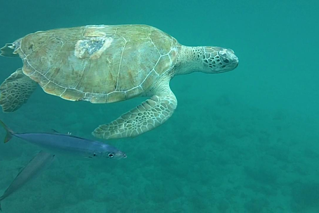 Paynes Bay Beach-Paynes Bay必去景点
