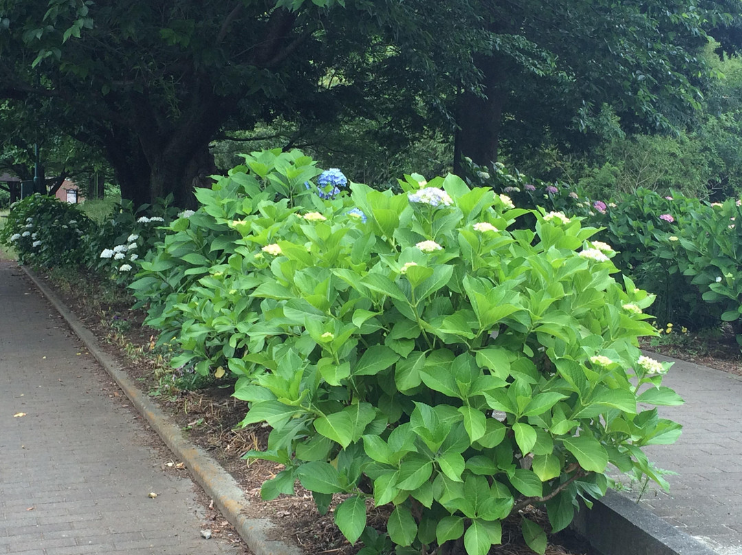 Hadano Sakura Michi-秦野市必去景点