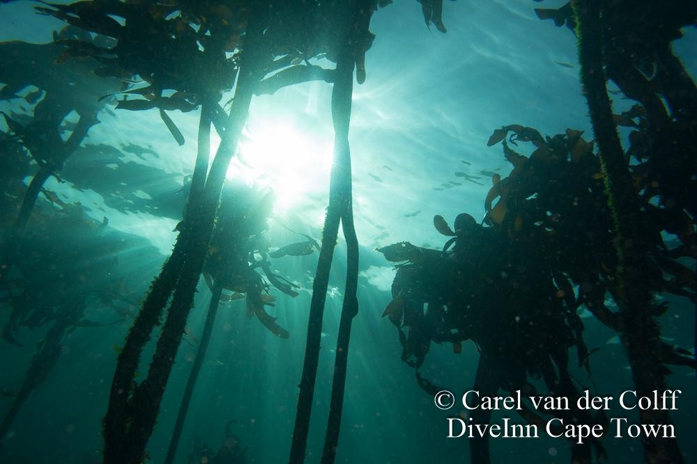 Dive Inn-Plumstead必去景点