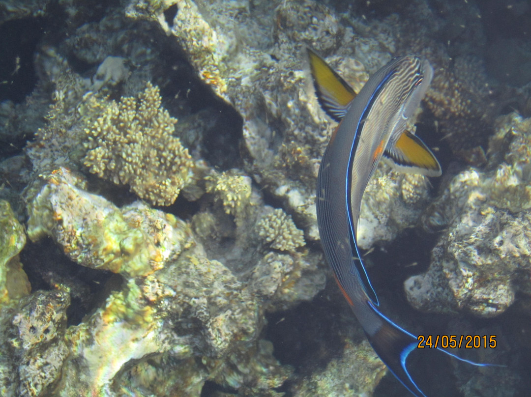 Shark's Bay Beach-沙姆沙伊赫必去景点