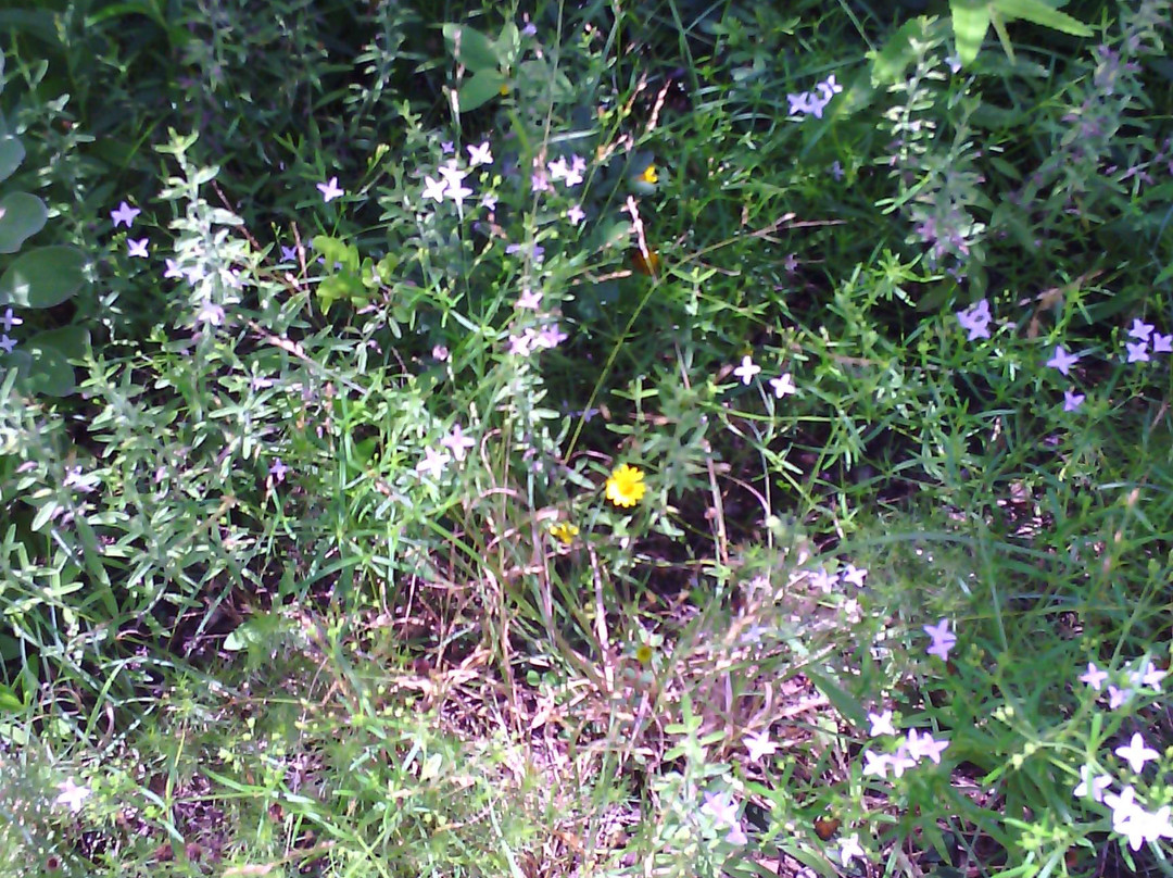 Lake Corpus Christi State Park-Mathis必去景点