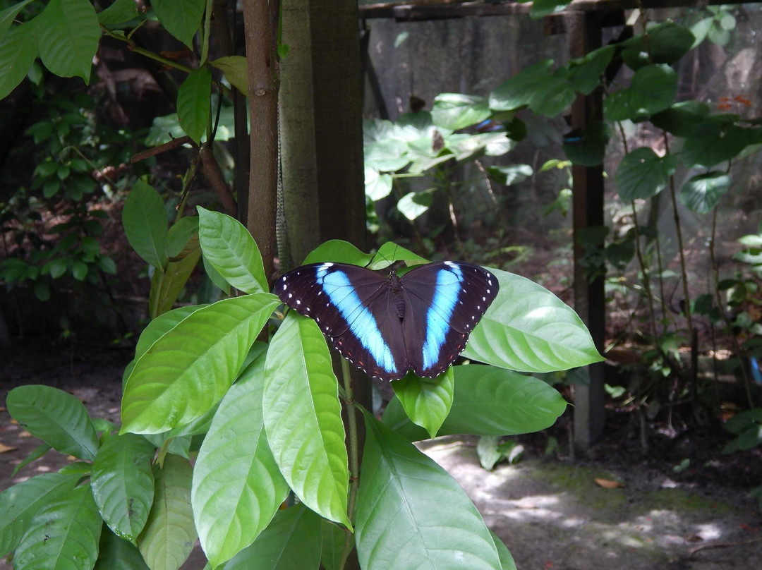 Neotropical Butterfly Park-Lelydorp必去景点