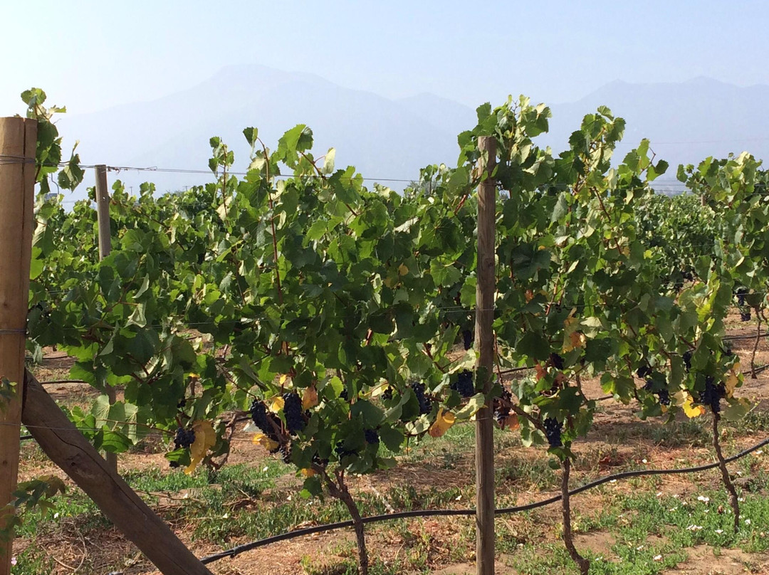 Quintay Vineyards-卡萨布兰卡必去景点