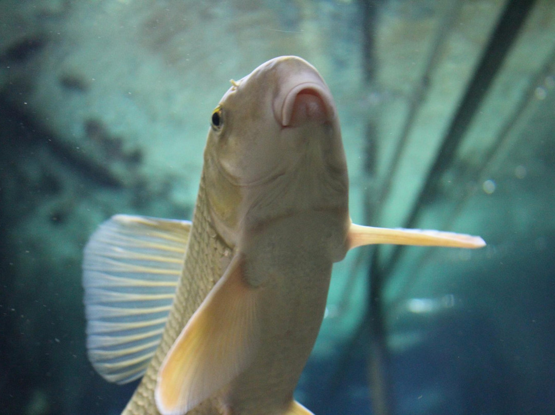 Bow Habitat Station & Sam Livingston Fish Hatchery
