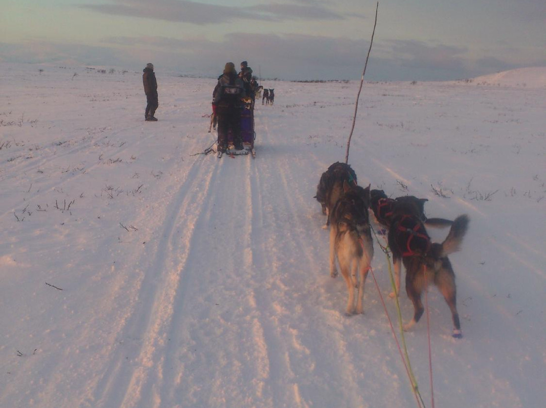 Northern Lights Husky Day Tours-阿尔塔必去景点