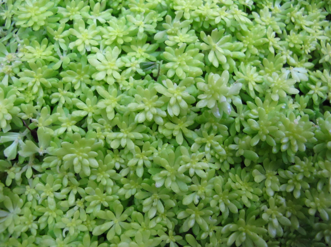 如美地植物园-西归浦市必去景点