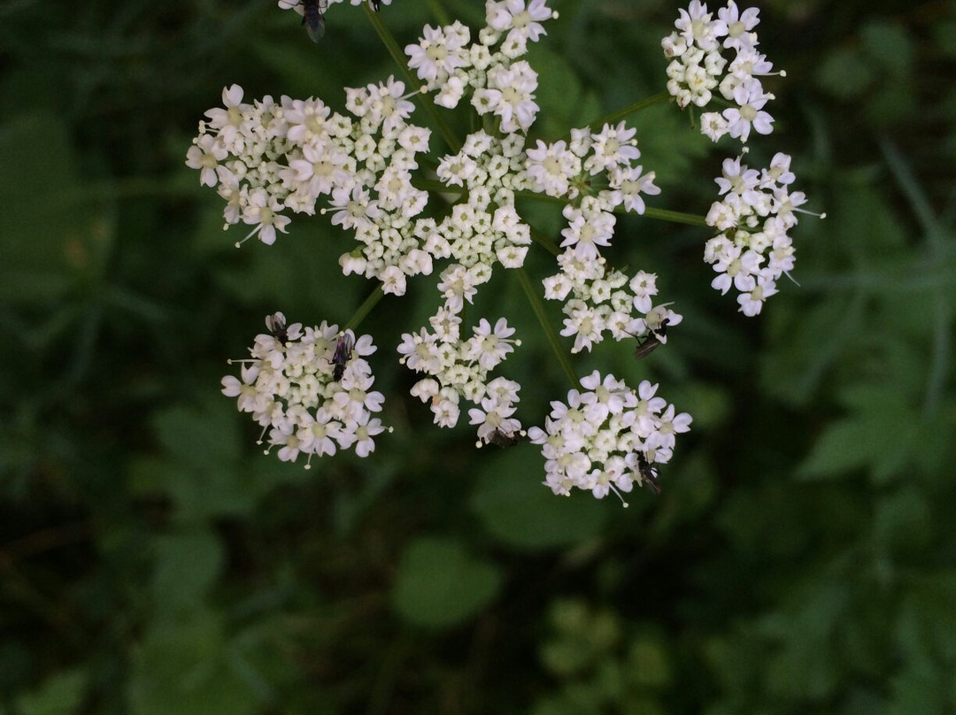 乌鲁木齐植物园景点图片