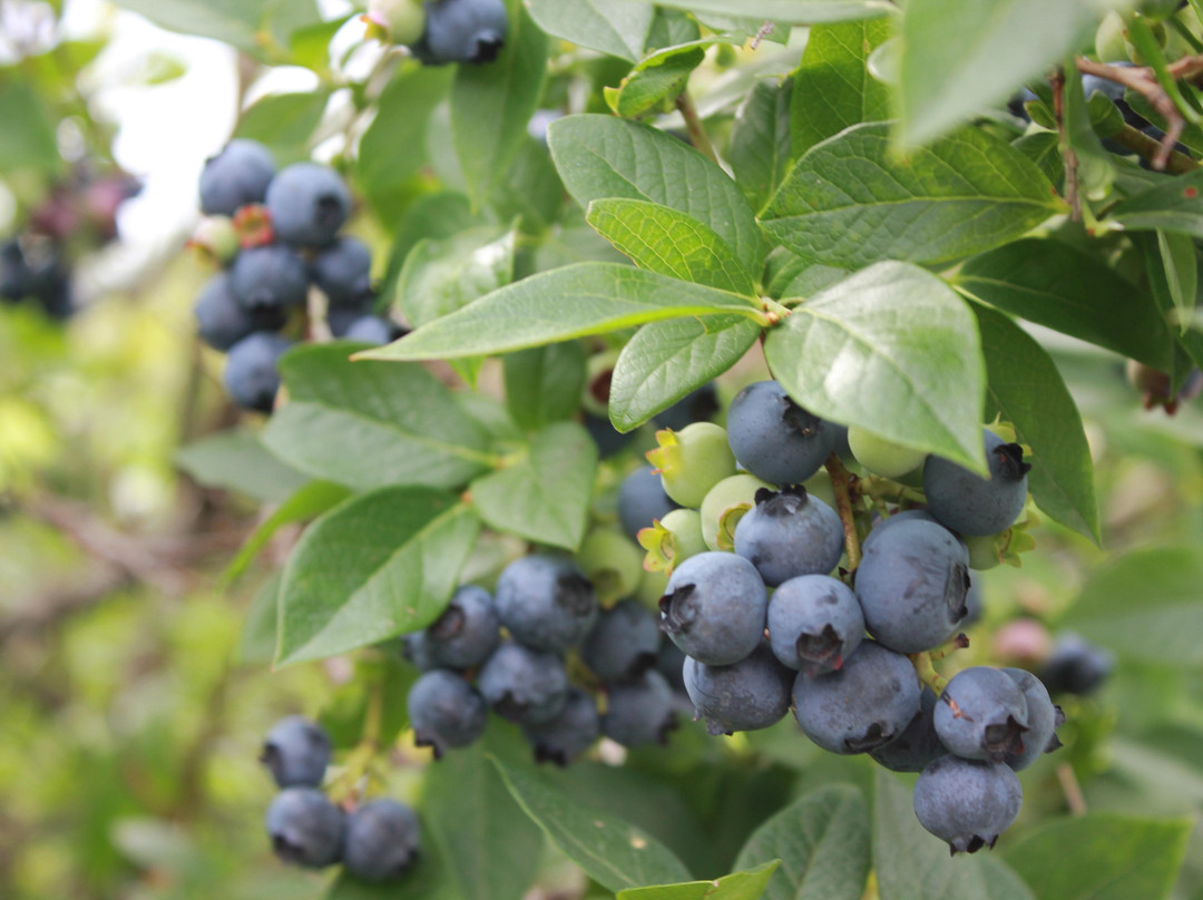 Stateline Blueberries-密歇根城必去景点