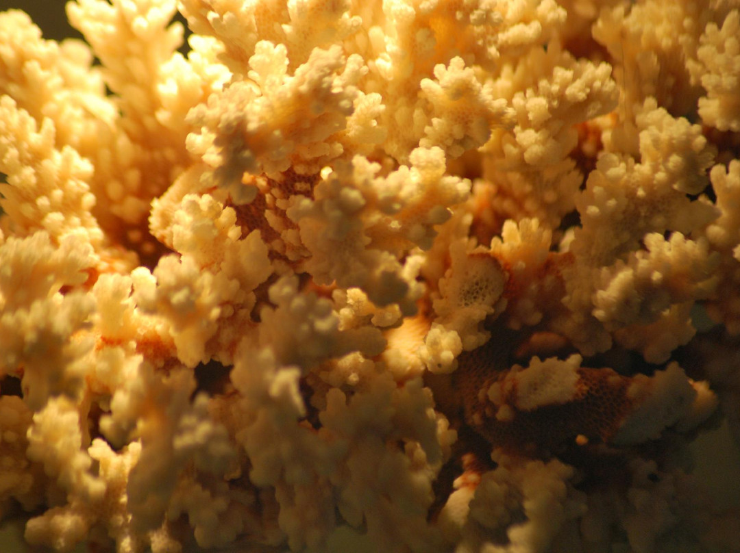 Museo della Conchiglia e del Corallo-Palmariggi必去景点