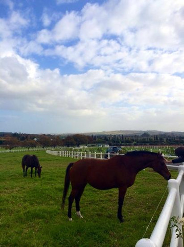 Avontuur Wine Estate-西索美塞必去景点