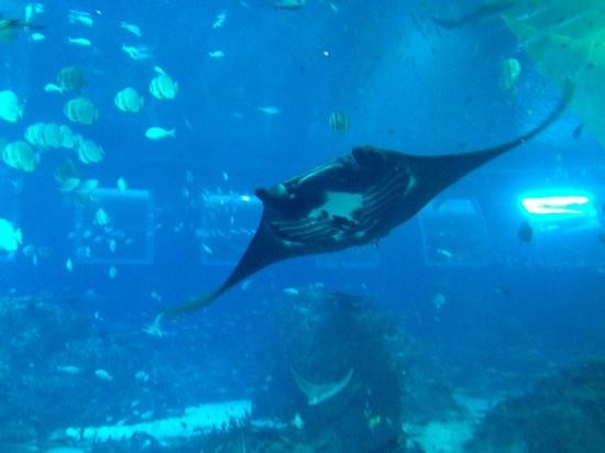 海洋生物园-圣淘沙岛必去景点
