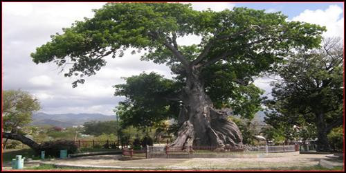 Parque de la Ceiba-庞塞必去景点