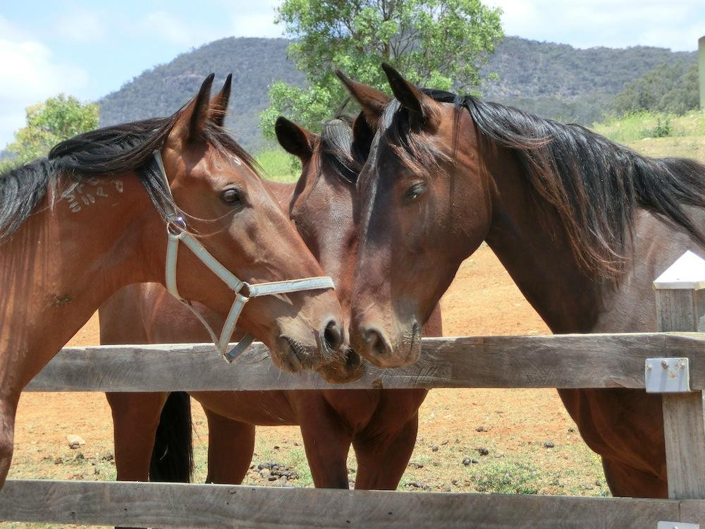 Chesleigh Homestead主图