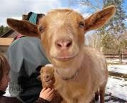 Rowanwood Farm-Newtown必去景点