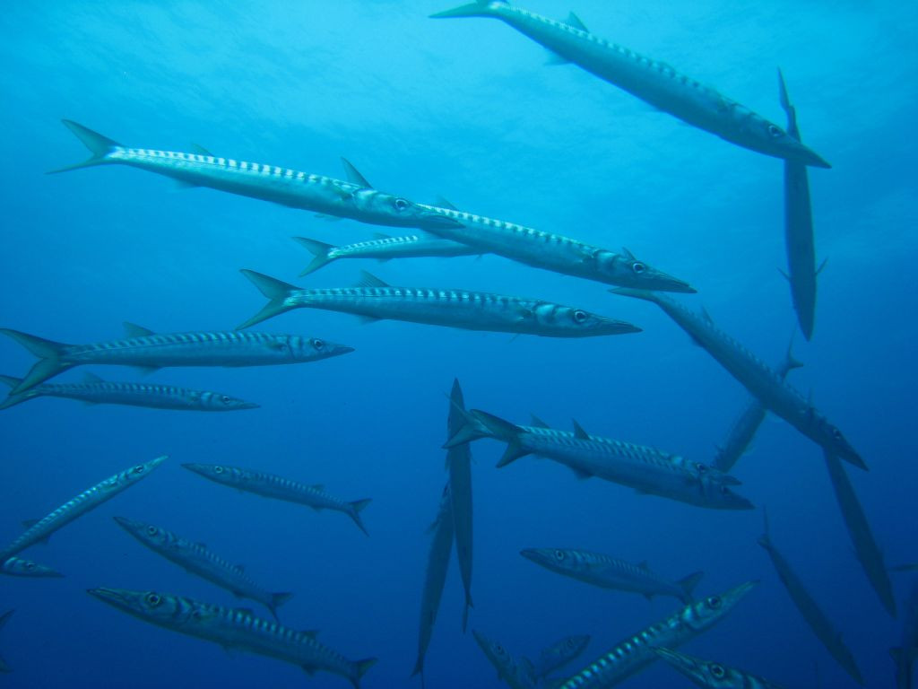 Mundo Azul Diving Center Ibiza-Sant Joan de Labritja必去景点