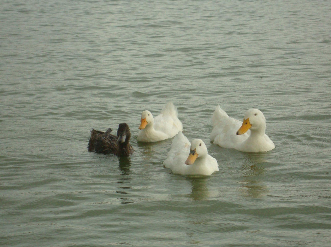 Laguna de Ciudad Guzman-Ciudad Guzman必去景点