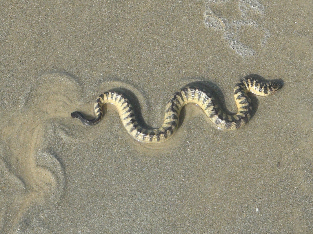 Mobor Beach-萨尔塞特必去景点