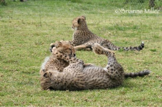 Cheetah Outreach - Somerset West-西索美塞必去景点
