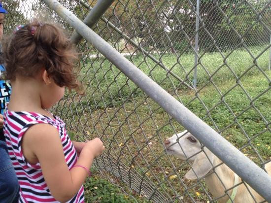 The Little Farm-Goulds必去景点