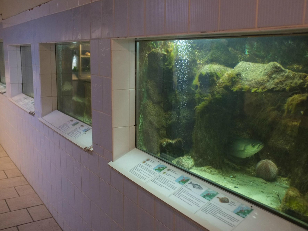 Nordseeaquarium Borkum-Borkum必去景点