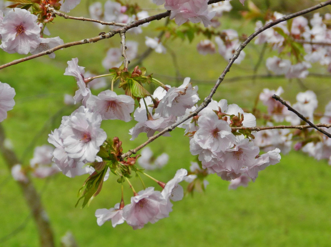 Green Park Yoshiime