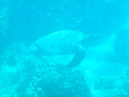 Aqua Adventures-怀露库必去景点